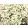 Sedum Little Missy (1)