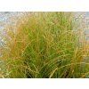 Ostřice 'Prairie Fire' - Carex testacea 'Prairie Fire' (Balení kontejner p14)