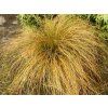 Ostřice 'Prairie Fire' - Carex testacea 'Prairie Fire' (Balení kontejner p14)