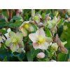 Helleborus Early Princess (2)