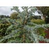 Cedr himalájský 'Bushes Electra' (Balení kontejner C9)