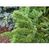 Picea pungens 'Brynek'