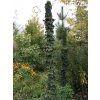 Acer platanoides Matit