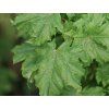 Acer platanoides Marit 2