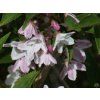 Deutzia purpurescens 'Kalmiiflora' (2)