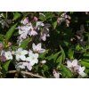 Deutzia purpurescens 'Kalmiiflora' (1)