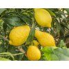Citroník 'Salicifolia' (Balení kontejner C2)