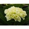 Hortensie Diamond Pink (2)