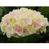 Hortensie Diamond Pink (1)
