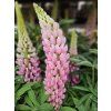 Lupinus 'Camelot Pink' (1)