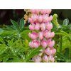 Lupinus Camelot Pink