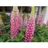 Lupinus 'Camelot Pink' (2)