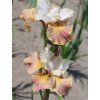 iris sibirica Jerry Murphy