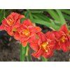 Hemerocalis Paprika Flame 2