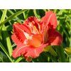 Hemerocalis Paprika Flame (1)
