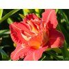 Hemerocalis Paprika Flame (2)