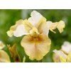 iris sibirica white amber