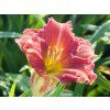 Hemerocallis Red Rib (1)