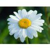 Leucanthemum Fluffy (1)