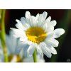 Leucanthemum Fluffy (2)