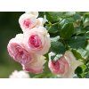 Rose 'Eden' (Spezialverpackung)