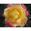 Rose 'Pullman Orient Express' (Spezialverpackung)