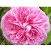 Růže 'Gertrude Jekyll®' (Balení speciální balení)
