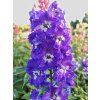 Delphinium Delgenius