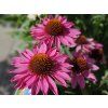 Echinacea-Flirts