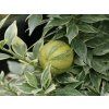 Citrus 'Chinoto Var.' (Balení kontejner C2)
