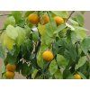 Mandarinka 'Carvalhais' (Balení kontejner C2)