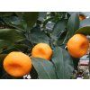 Mandarinka 'Chosta' (Balení kontejner C2)