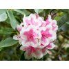 Rododendron 'Janet Ward' (Balení kontejner p9)