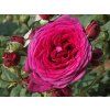 Rose 'Johann Wolfgang von Goethe®' (Container C2 Verpackung)