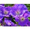 Kakost himalájský - Geranium himalayense (Balení kontejner p9)