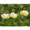 Trollius x cultorum 'Cheddar' (1)