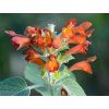 Colquhounia coccinea var. vestita (Balení kontejner C3)