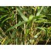 Pseudosasa japonica /bambus japonský (Balení kontejner C3)