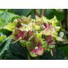 Hydrangea m. 'Lady Mata Hari'® pink (1)