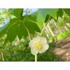 135855 noholist stitnaty podophyllum peltatum