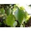 Betula albosinensis Fascination scaled