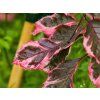 Fagus Purpurea Tricolor (2)