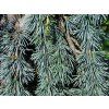 Glauca pendula Zeder