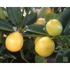 citrus lara