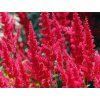 astilbe x arendsii fanal 1