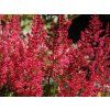 Astilbe Glut erbaio Gorra Vivaio piante Torino Piemonte