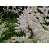 astilbe arendsii irrlicht pluimspirea prachtspirea