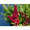 Astilbe Red Sentinel (2)