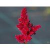 Astilbe Red Sentinel (1)