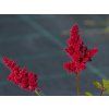 Astilbe Red Sentinel (3)